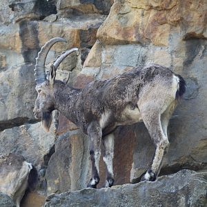 Siberian Ibex