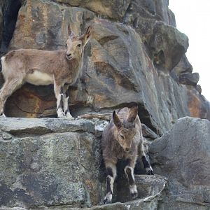 Siberian Ibex Kids