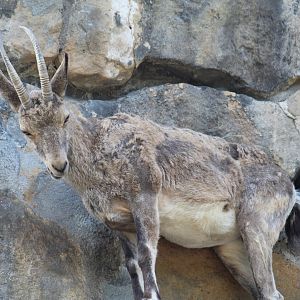 Siberian Ibex