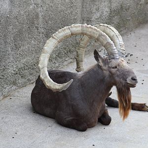 Siberian Ibex