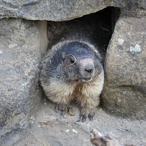 Alpine Marmot