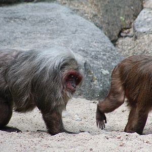 Stump-Tailed Macaques