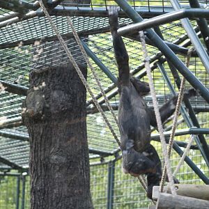 Swinging Bonobo