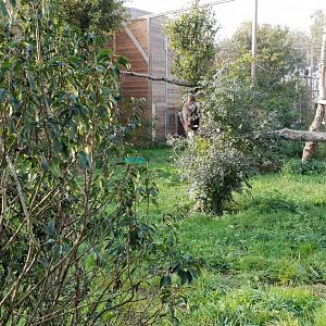 Enclosure Steller's sea-eagle