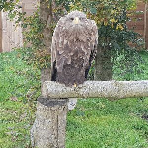 White-tailed sea-eagle