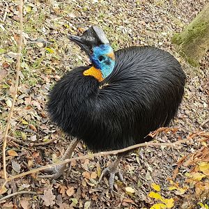 Golden-necked cassowary