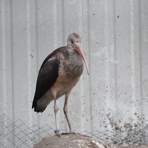 Young Scarlet ibis