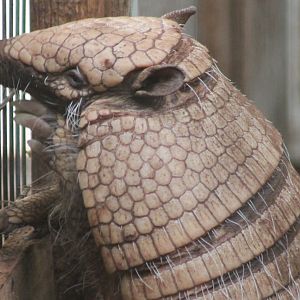 Six-banded armadillo