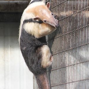 Tamandua