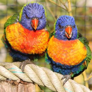 Rainbow lorikeets