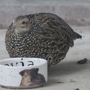 Female Black francolin