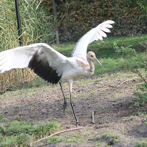 Young Red-crowned crane