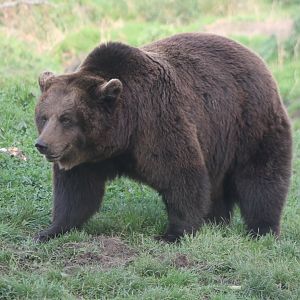 Brown bear