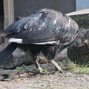 Young Southern ground-hornbill