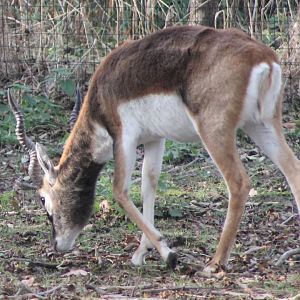 Blackbuck