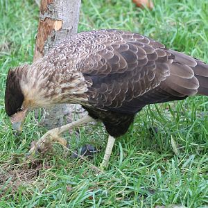 Southern crested caracara