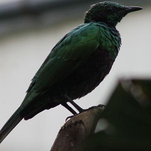 Emerald glossy starling