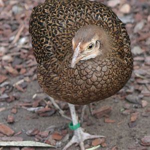 Green jungle-fowl - female