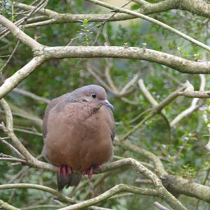 Socorro Dove, November 2018