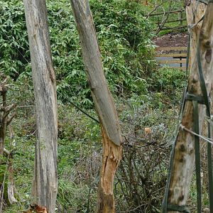 Orangutan island, November 2018