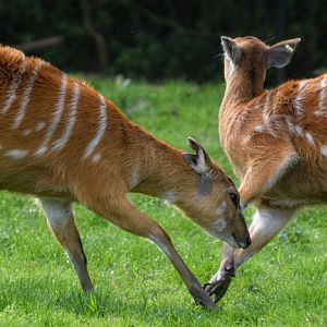 Sitatunga's