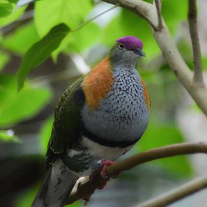 Superb Fruit Dove