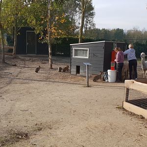Walk-through-enclosure - Alpaca - Patagonian mara