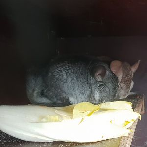 Chinchillas