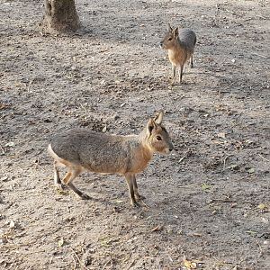 Patagonian maras