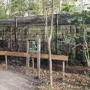 Enclosure Yellow-throated marten