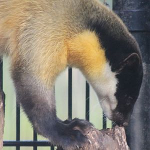 Yellow-throated marten