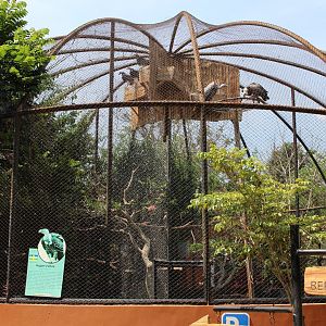 Cage for African Vultures