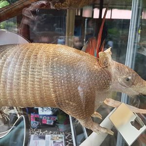 Stuffed Armadillo