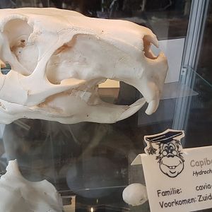 Skull Capybara