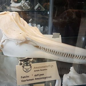 Skull Amazonas river dolphin