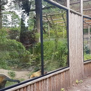 Enclosure Yellow-throated marten