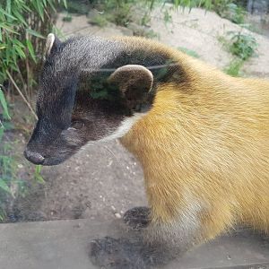 Yellow-throated marten