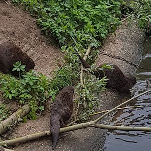 Asian small-clawed otters