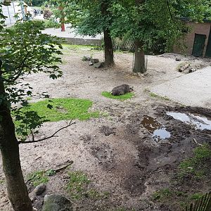 Pig-enclosure from above