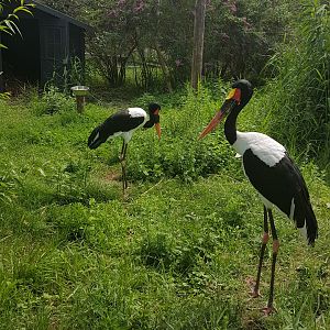 Saddle-billed storks