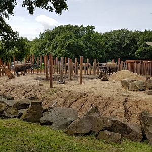 African elephant outdoor-enclosure