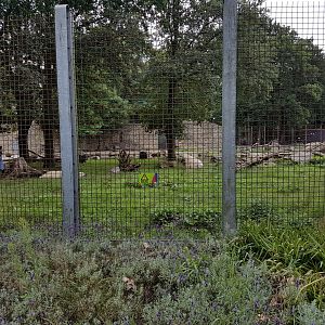 Polar bear enclosure