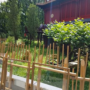 Giant panda outdoor-enclosure