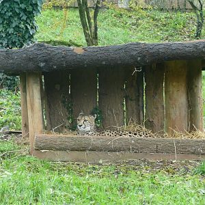 Cheetah, November 2018