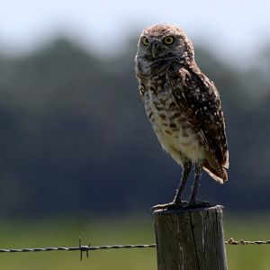 Florida Burrowing Owl