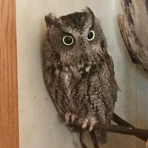 Eastern Screech-Owl