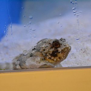 scorpionfish species?