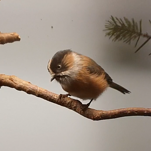 Black-browed tit - Aegithalos bonvaloti