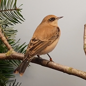 Black-eared wheatear