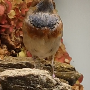 Bluethroat